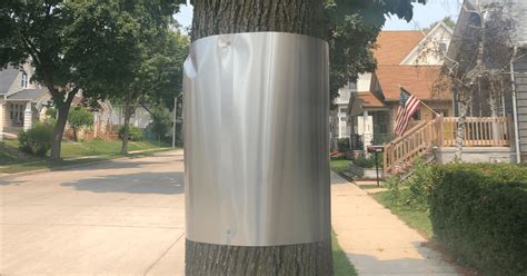 metal sheet around tree to keep critters off|sheet metal placement around trees.